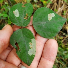 Anarsioses aberrans