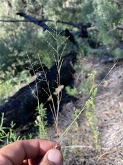 Muhlenbergia ramulosa