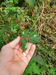 Anarsioses aberrans