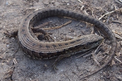 Elgaria coerulea coerulea