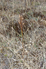 Anacamptis pyramidalis