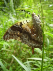 Charaxes thomasius
