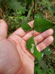 Anarsioses aberrans