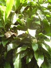 Palisota pedicellata