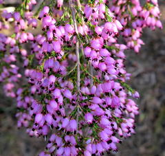 Erica nutans
