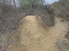 Operculicarya pachypus