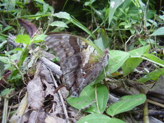 Charaxes thomasius