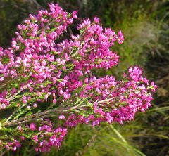Erica nutans