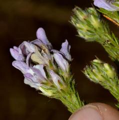 Aspalathus cephalotes