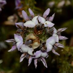 Aspalathus cephalotes