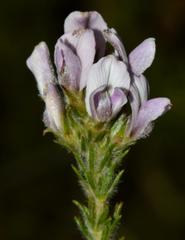 Aspalathus cephalotes