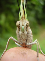 Charaxes thomasius