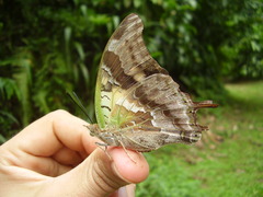 Charaxes thomasius