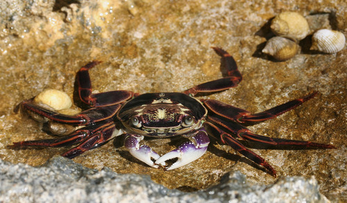 Purple Rock Crab, photo 4 of 10