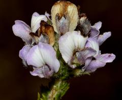 Aspalathus cephalotes