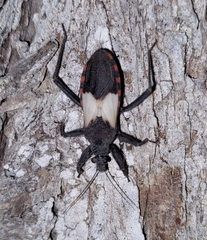 Microtomus luctuosus