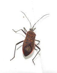Laminiceps fenestratus
