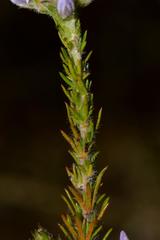 Aspalathus cephalotes