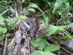 Charaxes thomasius