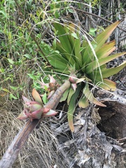 Furcraea andina