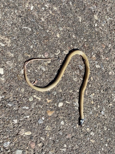 Big Bend Blackhead Snake