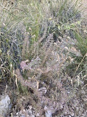 Hedeoma oblongifolia