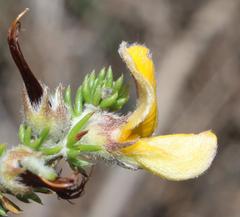 Aspalathus chortophila