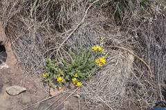 Aspalathus chortophila