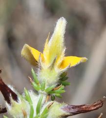 Aspalathus chortophila