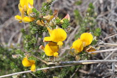 Aspalathus chortophila