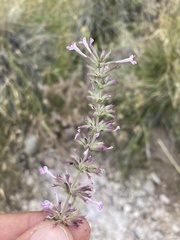 Hedeoma oblongifolia