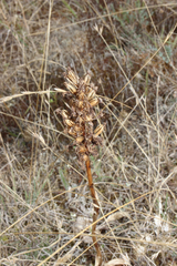 Anacamptis pyramidalis