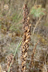 Anacamptis pyramidalis