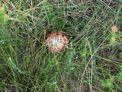 Protea restionifolia