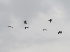 Pelecanus onocrotalus