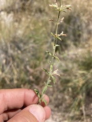 Hedeoma oblongifolia