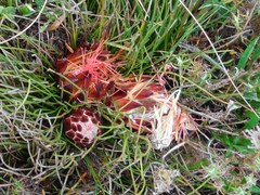 Protea restionifolia