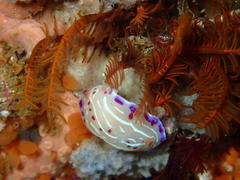 Hypselodoris capensis