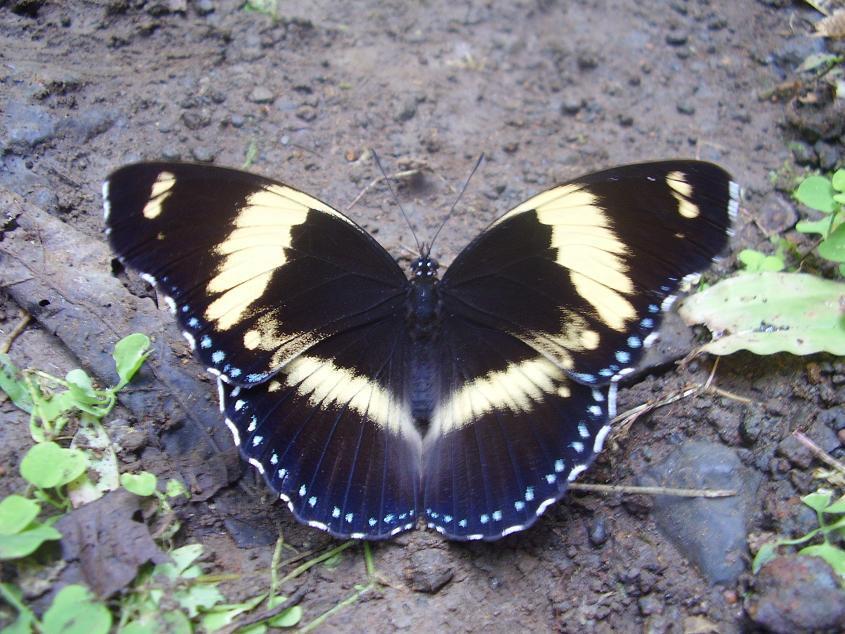 Blue Diadem Butterfly