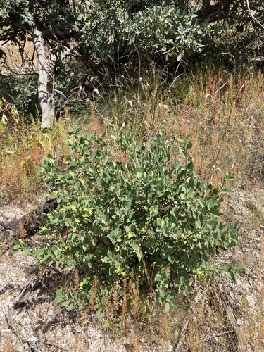 Wright's silktassel (Garrya wrightii)