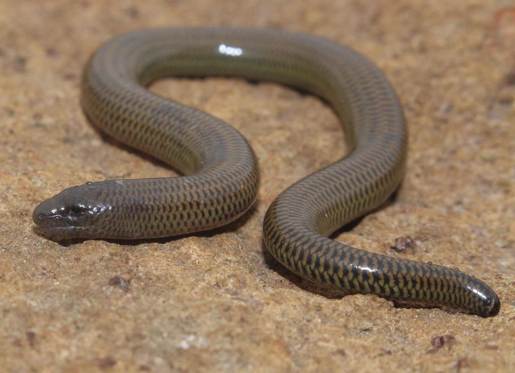 Short-headed Legless Skink