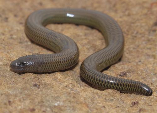 Acontias breviceps
