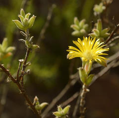Trichodiadema aureum