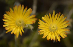 Trichodiadema aureum