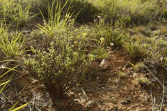 Trichodiadema aureum