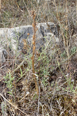 Orchis anthropophora