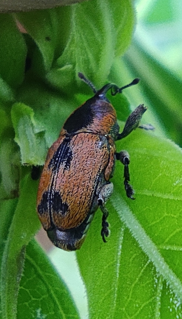 Athesapeuta
