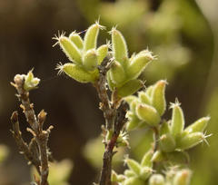 Trichodiadema aureum
