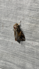 Spodoptera ornithogalli