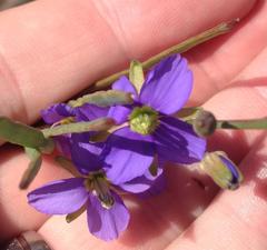 Heliophila linearis linearis